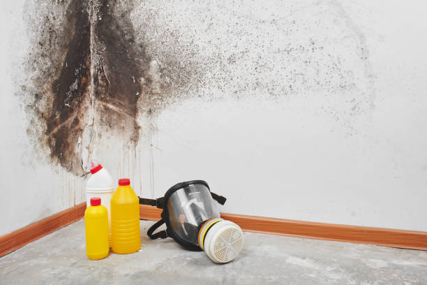  East Dublin, GA Mold Removal Pros