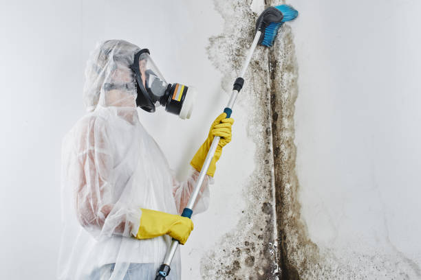 Mold Removal Process in East Dublin, GA