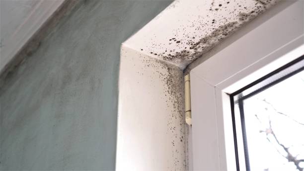 Best Mold Testing  in East Dublin, GA