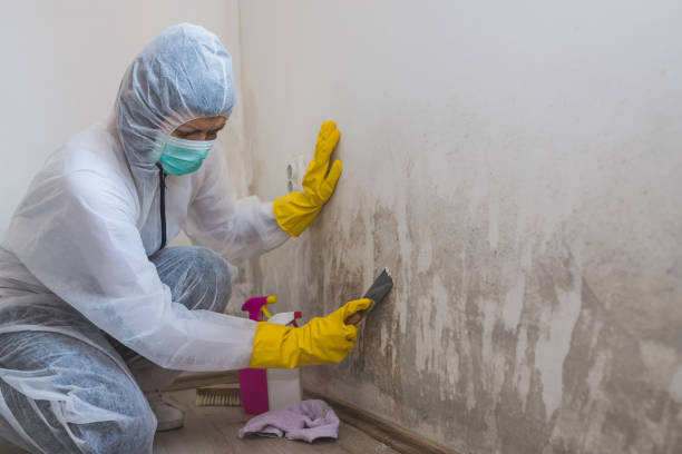 Best Toxic Mold Removal  in East Dublin, GA