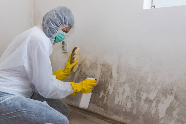 Best Commercial Mold Removal  in East Dublin, GA