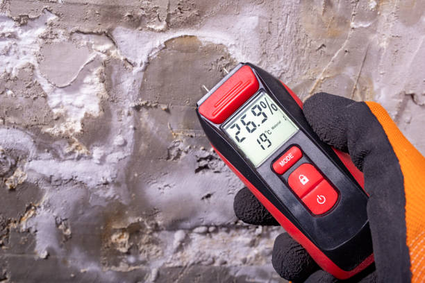Best Same-Day Mold Removal  in East Dublin, GA