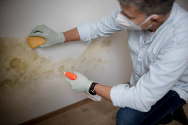 Best Professional Mold Removal  in East Dublin, GA