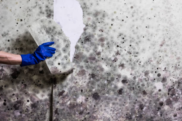 Best Same-Day Mold Removal  in East Dublin, GA